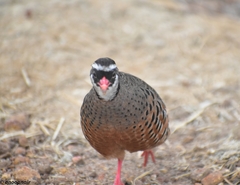 Perdicula erythrorhyncha