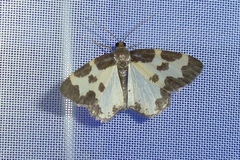 Lomaspilis marginata