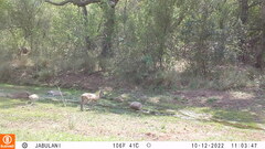 Oreotragus oreotragus