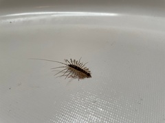 Thereuonema tuberculata