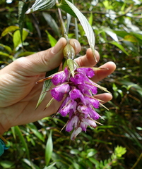 Elleanthus maculatus