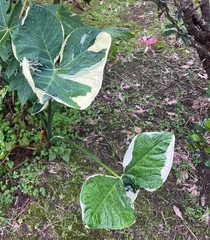 Xanthosoma sagittifolium