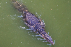Varanus salvator macromaculatus