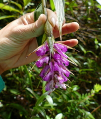 Elleanthus maculatus
