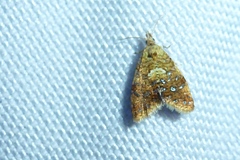 Pseudargyrotoza conwagana