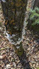 Trichaptum subchartaceum