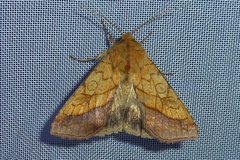 Pyrrhia umbra