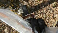 Trichaptum subchartaceum