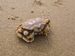 Matuta victor