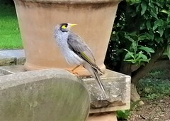 Manorina melanocephala