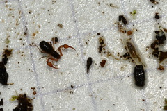 Neobisium