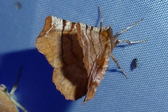 Selenia dentaria