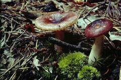 Russula queletii