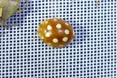 Vibidia duodecimguttata