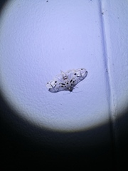 Neurophyseta