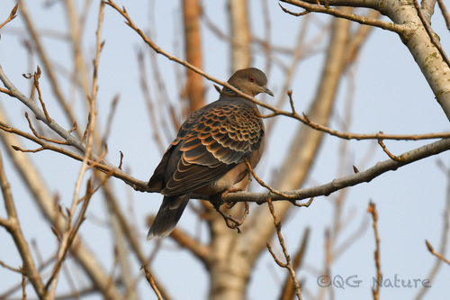 Tórtola oriental (Streptopelia orientalis)