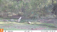 Accipiter melanoleucus