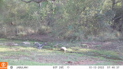 Accipiter melanoleucus