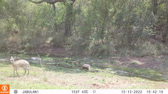 Oreotragus oreotragus transvaalensis