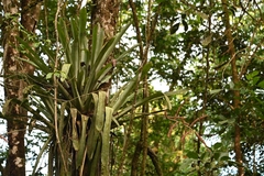 Wittmackia lingulata