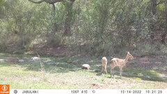 Aepyceros melampus melampus