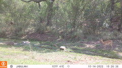 Aepyceros melampus melampus