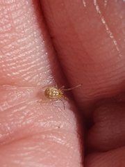 Theridiidae