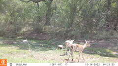 Aepyceros melampus melampus