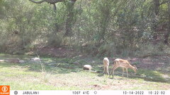 Aepyceros melampus melampus