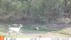 Oreotragus oreotragus