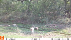 Oreotragus oreotragus