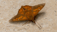 Dyscophellus porcius