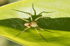 Thaumasia