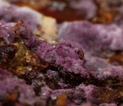 Nectriopsis violacea