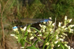 Argia ulmeca