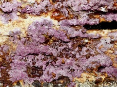 Nectriopsis violacea