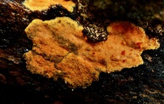 Peniophora incarnata