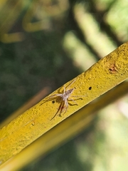 Afropisaura