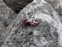 Grapsus adscensionis