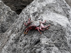 Grapsus adscensionis