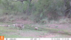 Phacochoerus africanus