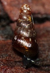 Clausiliinae