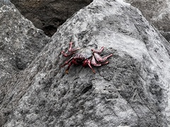 Grapsus adscensionis