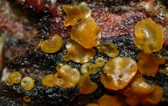 Orbilia xanthostigma