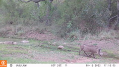 Phacochoerus africanus