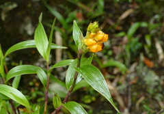 Elleanthus aurantiacus