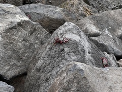 Grapsus adscensionis