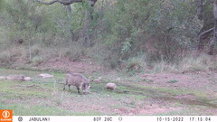 Phacochoerus africanus