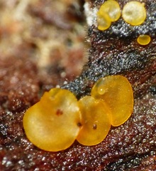 Orbilia xanthostigma