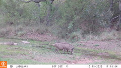 Phacochoerus africanus